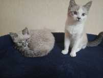 отдам кота и кошку
