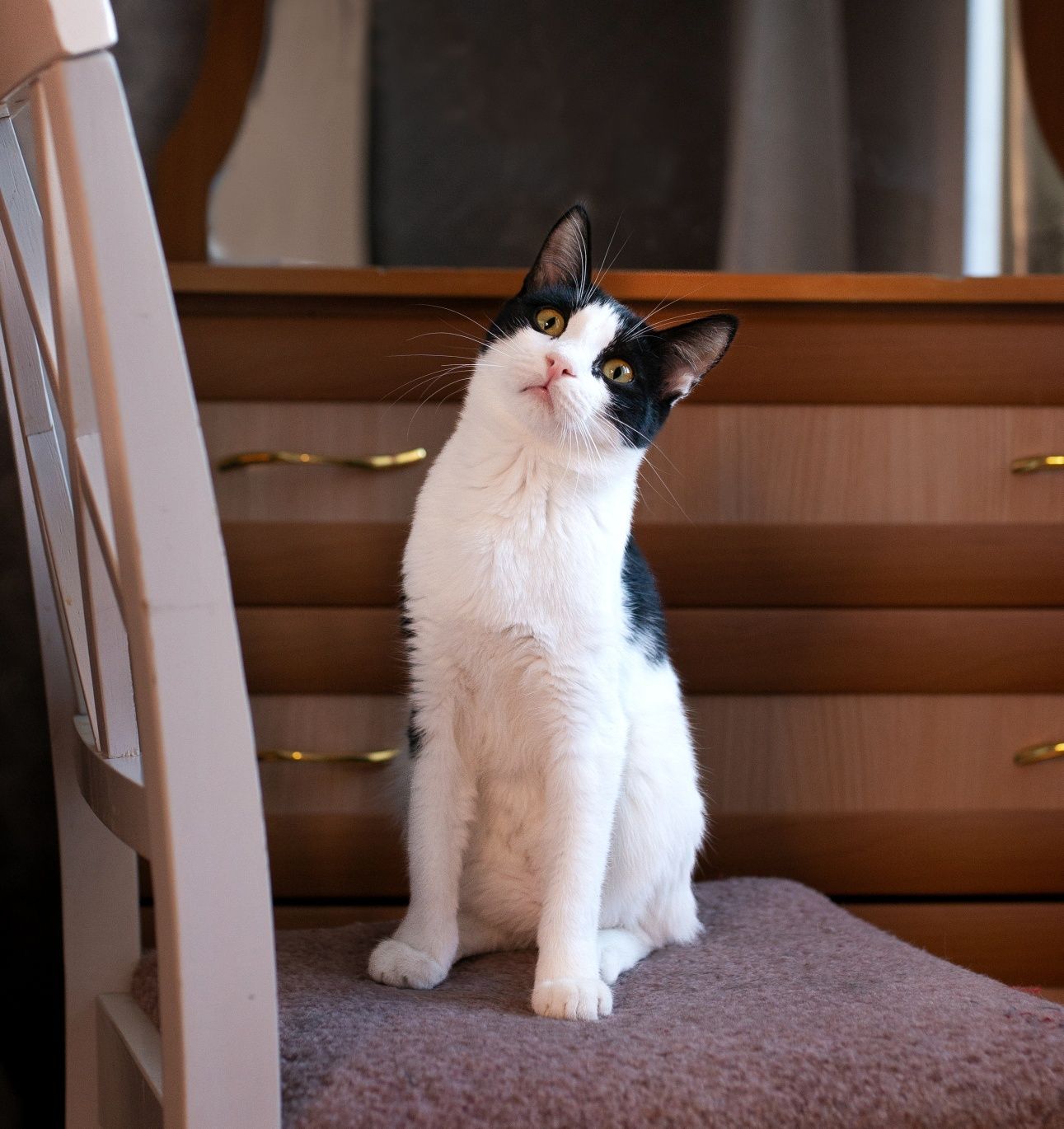 Котики в добрые руки! Кастрированы. Кот, кошка, котенок, котята