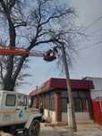 Формовка Деревьев. Обрезка Веток. Стрижка Газона. Пилим