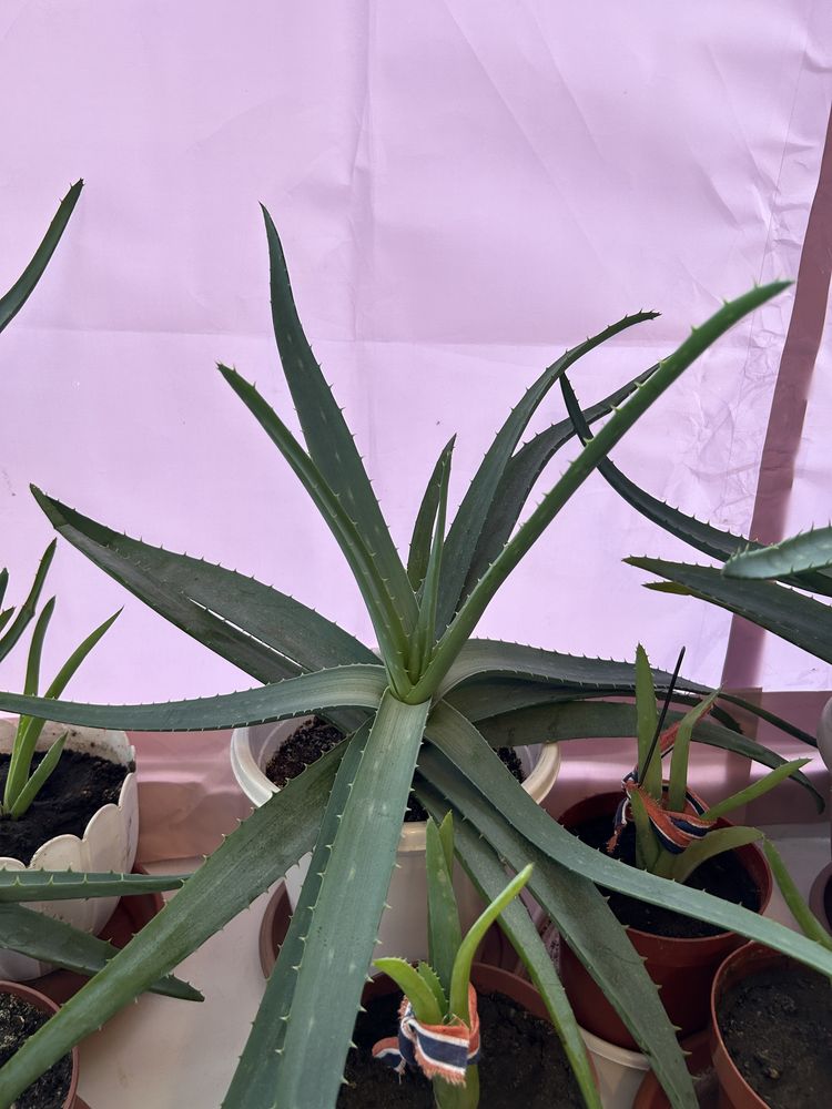 СРОЧНО продам разных размеров 3-7 летние Алое вера!