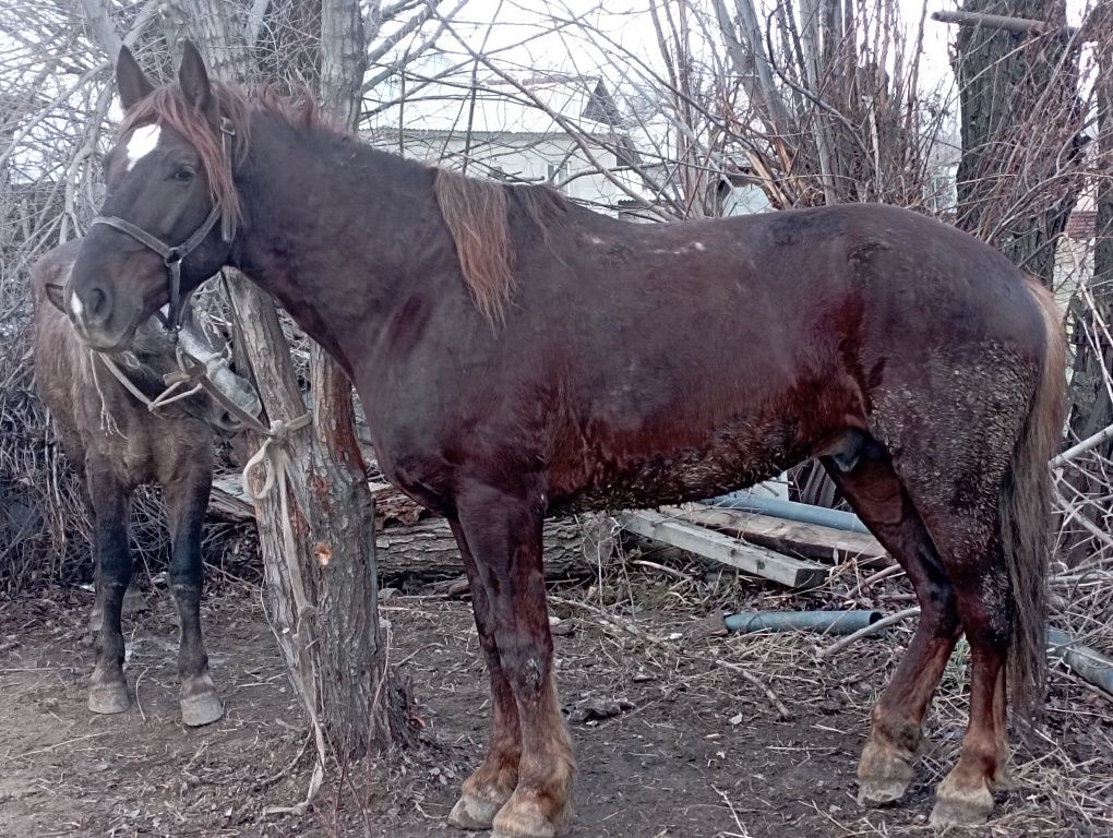 Айғыр сатылады 6 жаста көкпары бар