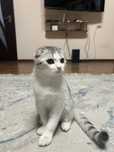 Шотландская вислоухий