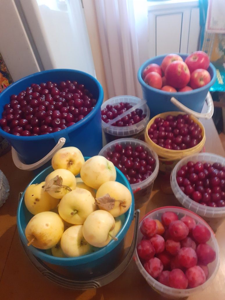 Продам вишню, сливы, яблоки