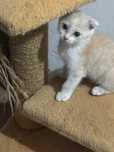 Котенок мальчик 3 мемяца