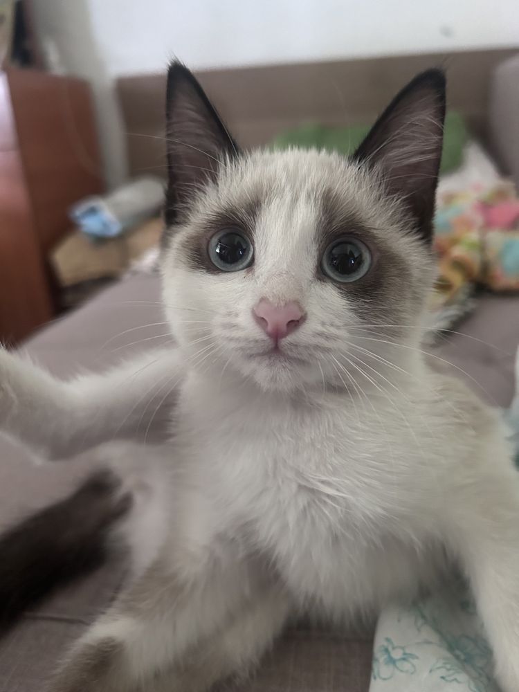 Отдадим котенка в хорошие руки