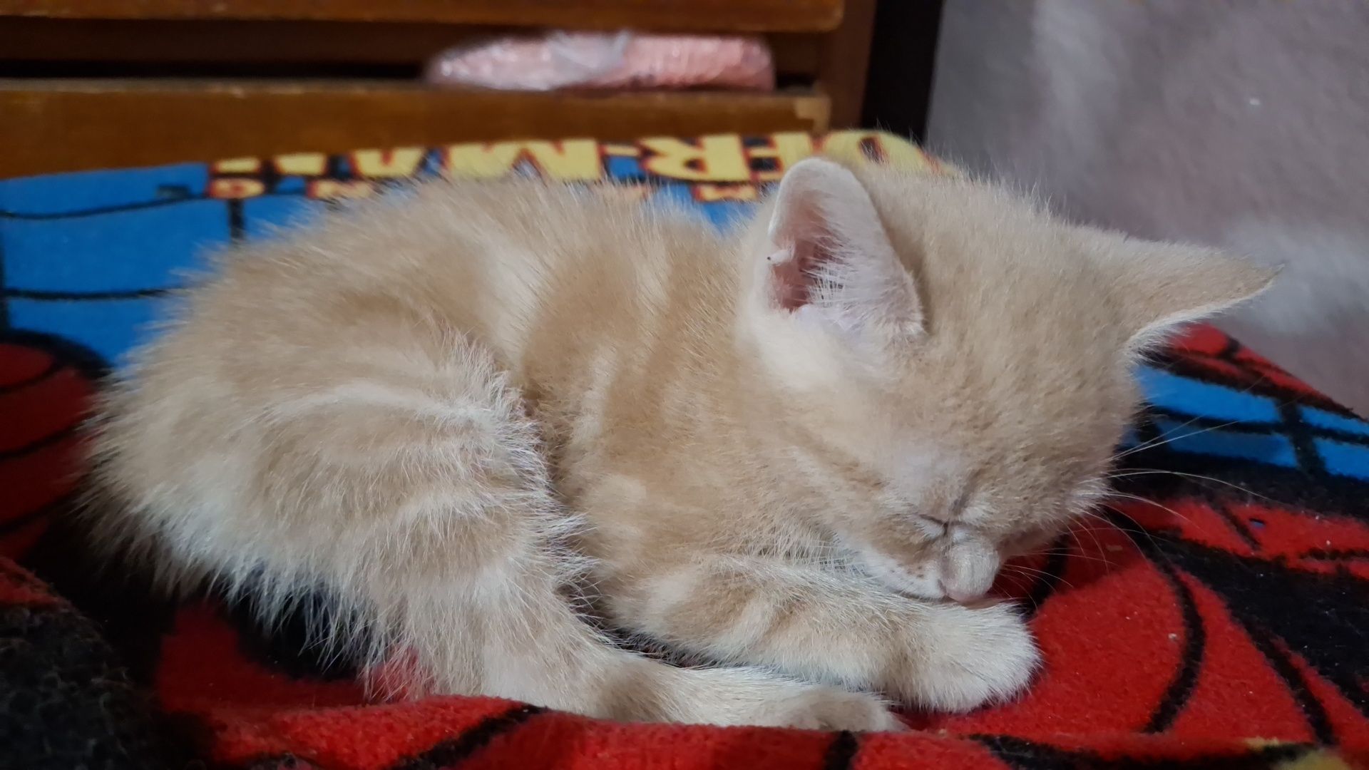 Отдам котят бесплатно