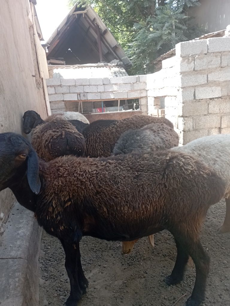 Бараны продаются