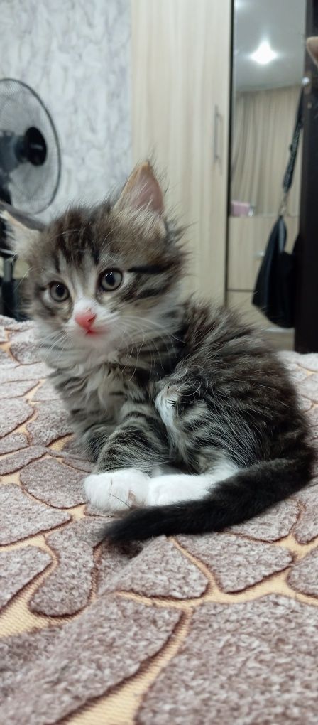 Маленькие котята