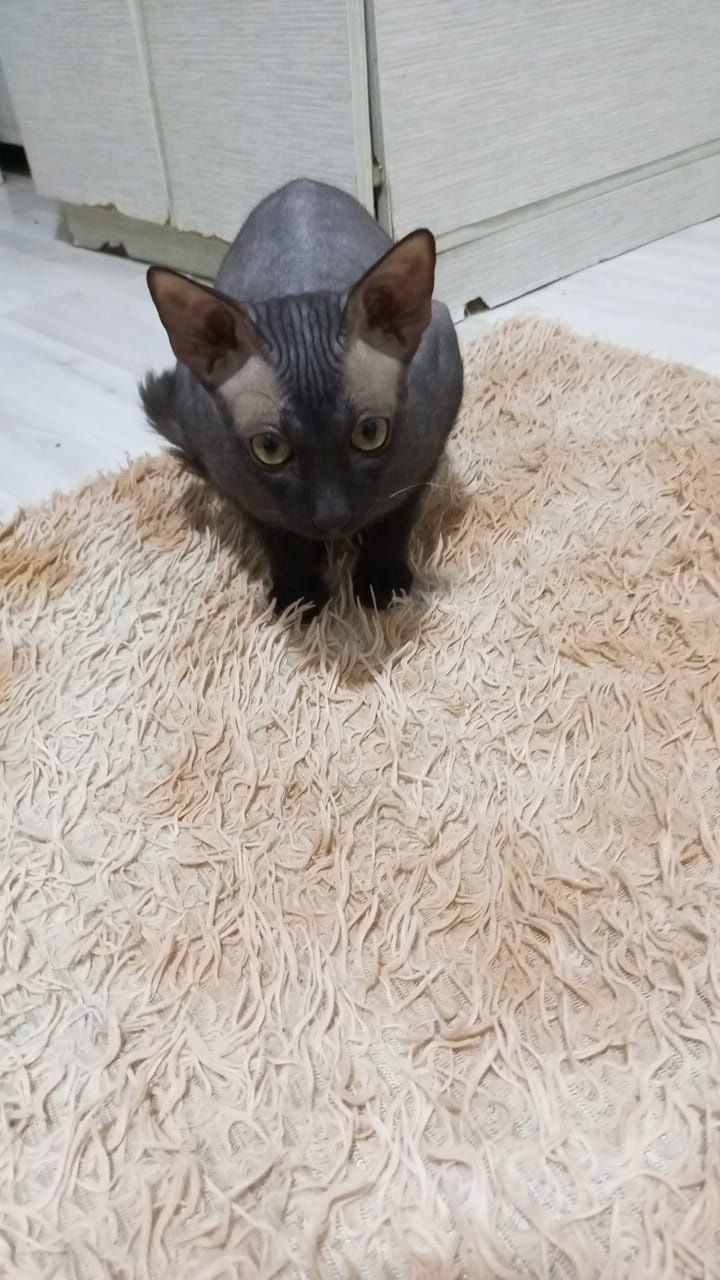 Котик ищет невесту