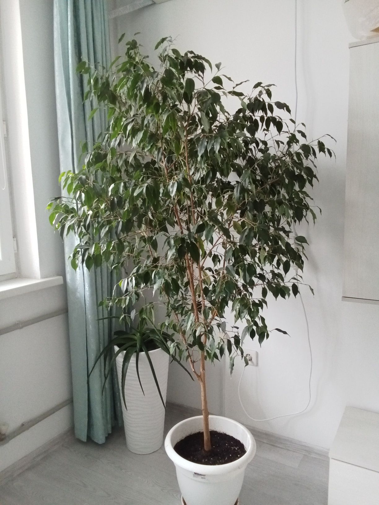 Бенджамин , фикустың бір түрі.