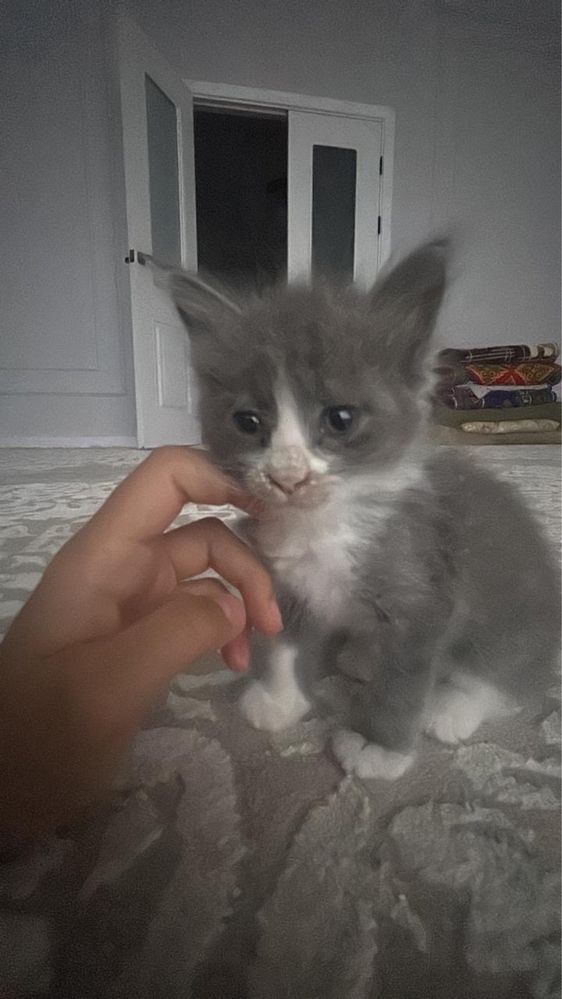 Котенок в добрые руки