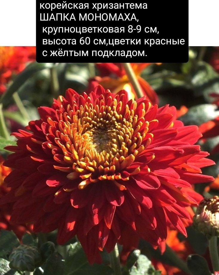 Цветы для букетов, саженцы гортензий