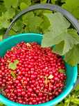Продам домашнюю красную смородину 5 л