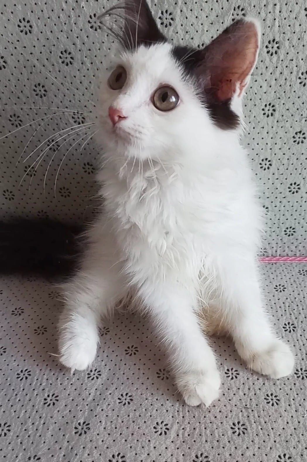 Кошечки и котики  счастья в дом