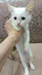 Отдам котёнка в хорошие руки