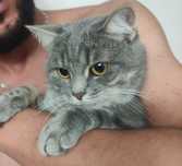 Отдам котика в добрые руки