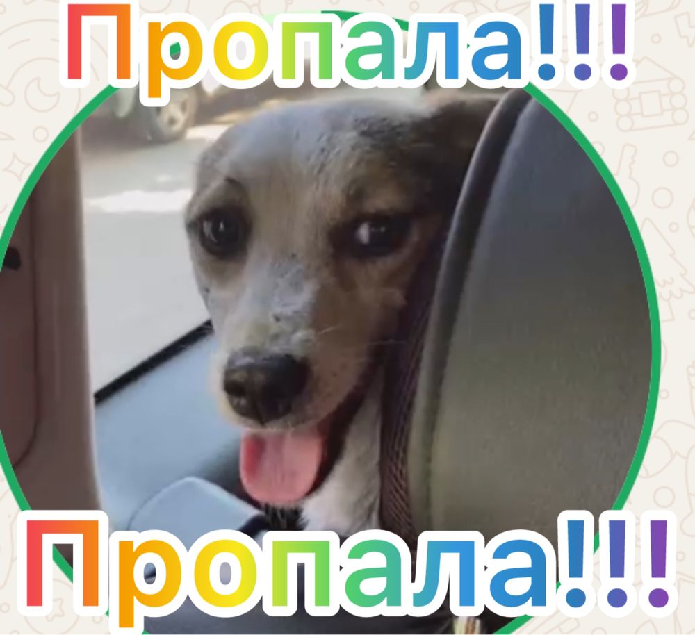 Пропала собака!!!
