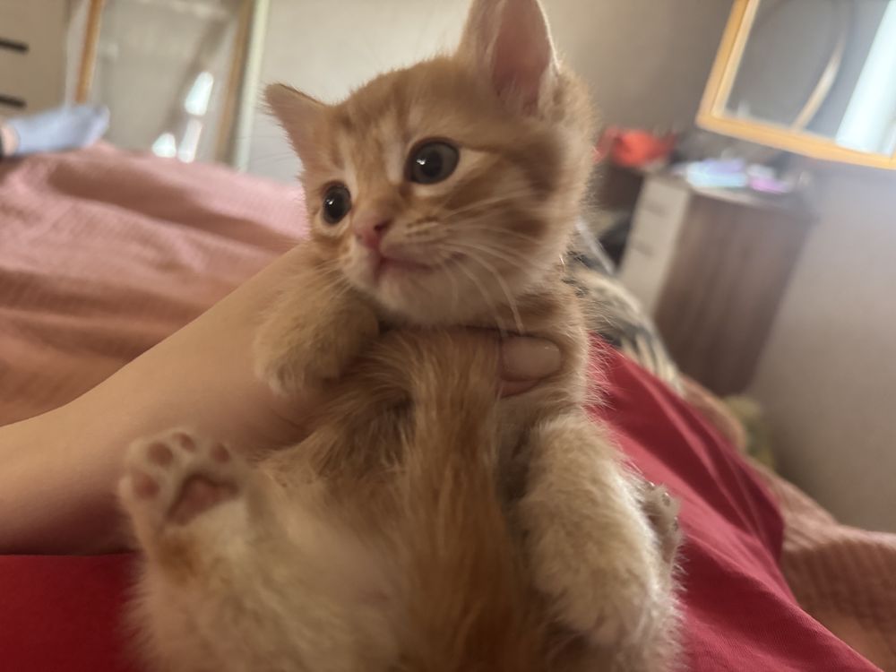 Отдам котят в хорошие руки
