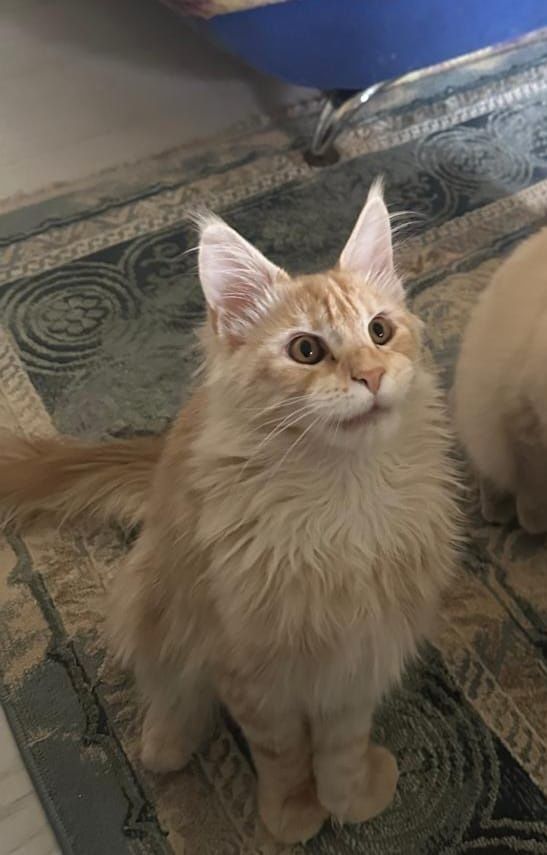Продаётся котёнок мейн кун, 5 месяцев, вес 4кг, истинный лев. Родослов