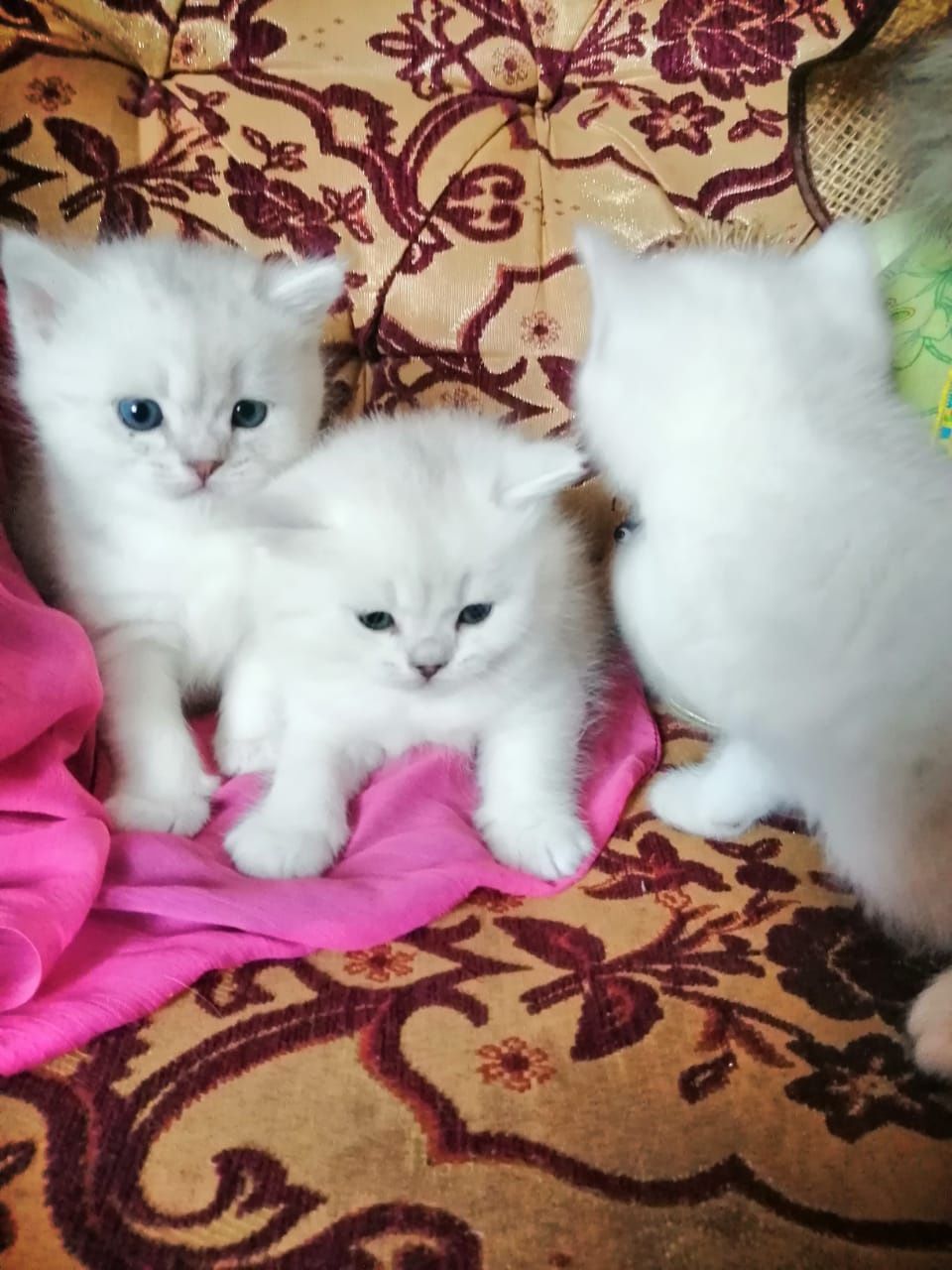 Продам котят шатланских прямоухие