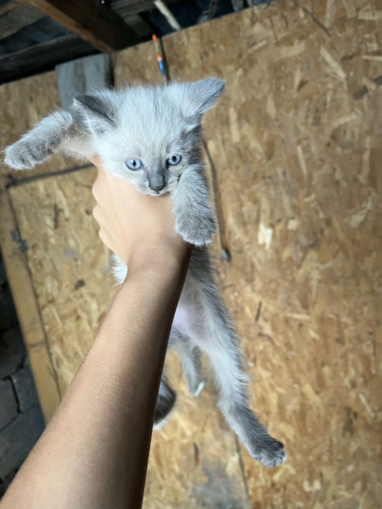 отдам котят бесплатно