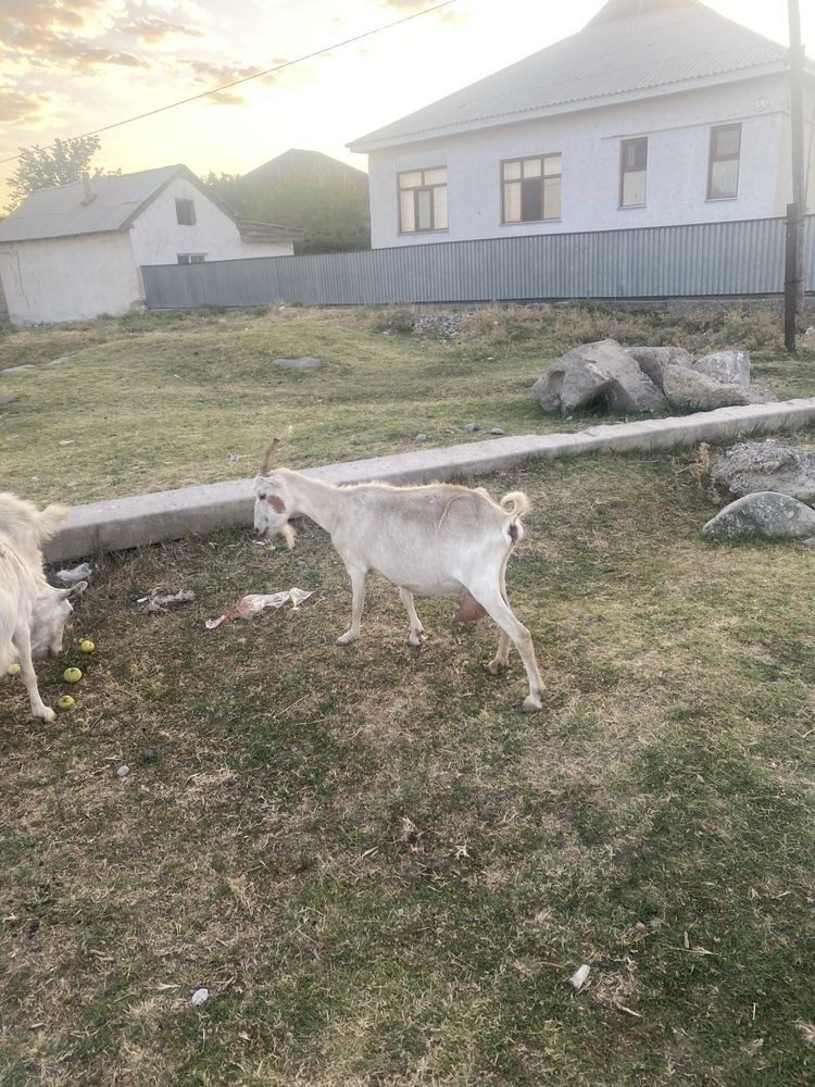 Орыс ешкілер сатылалы