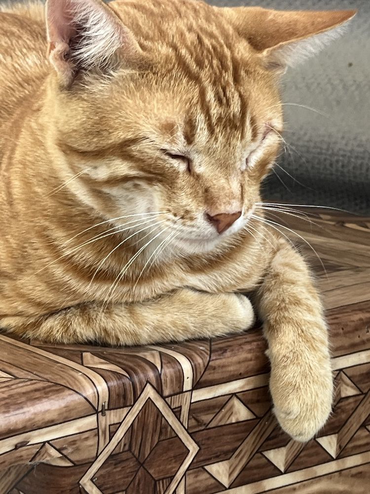 Рыжий кот 2 года