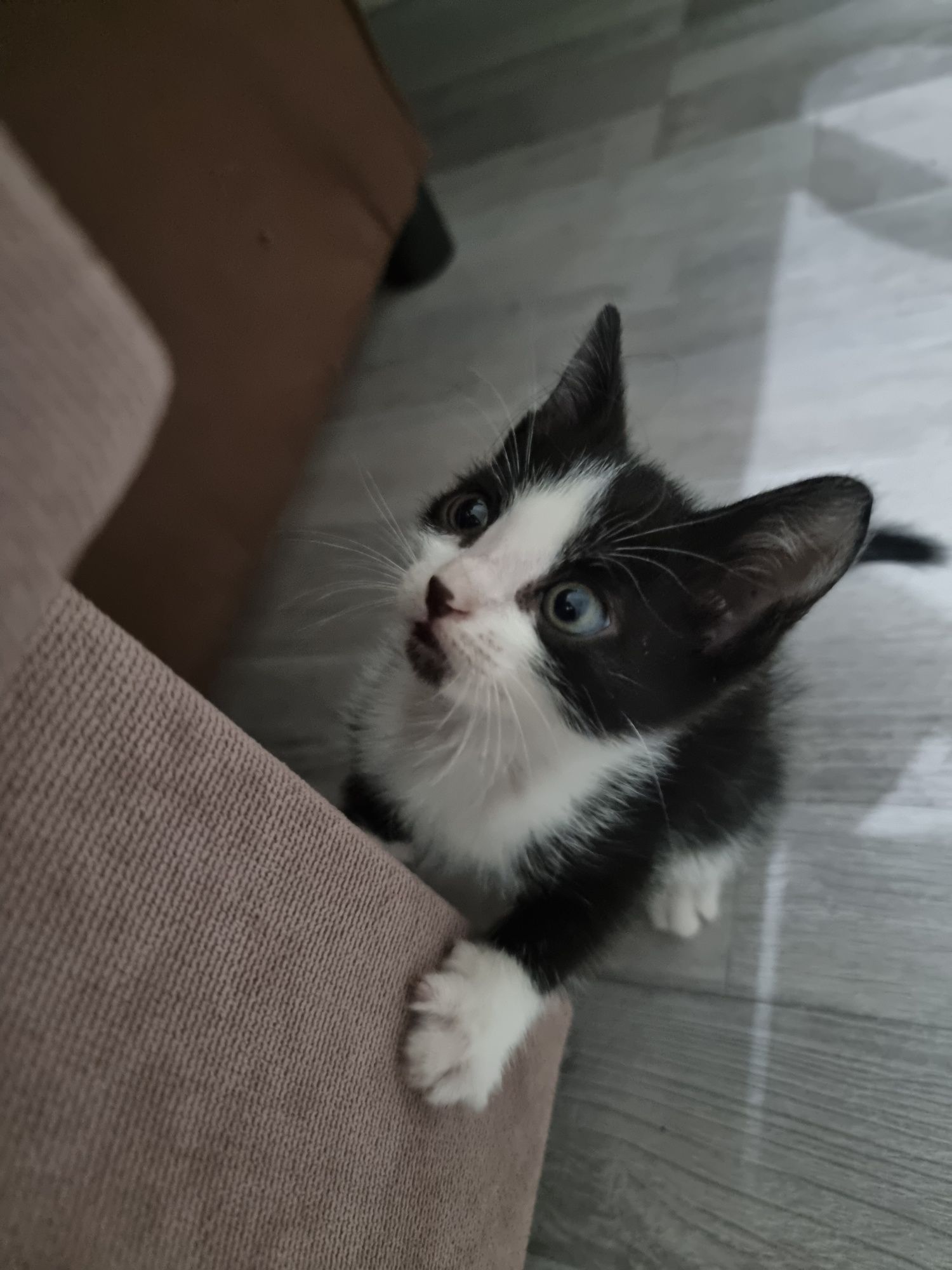 котёнок, мальчик