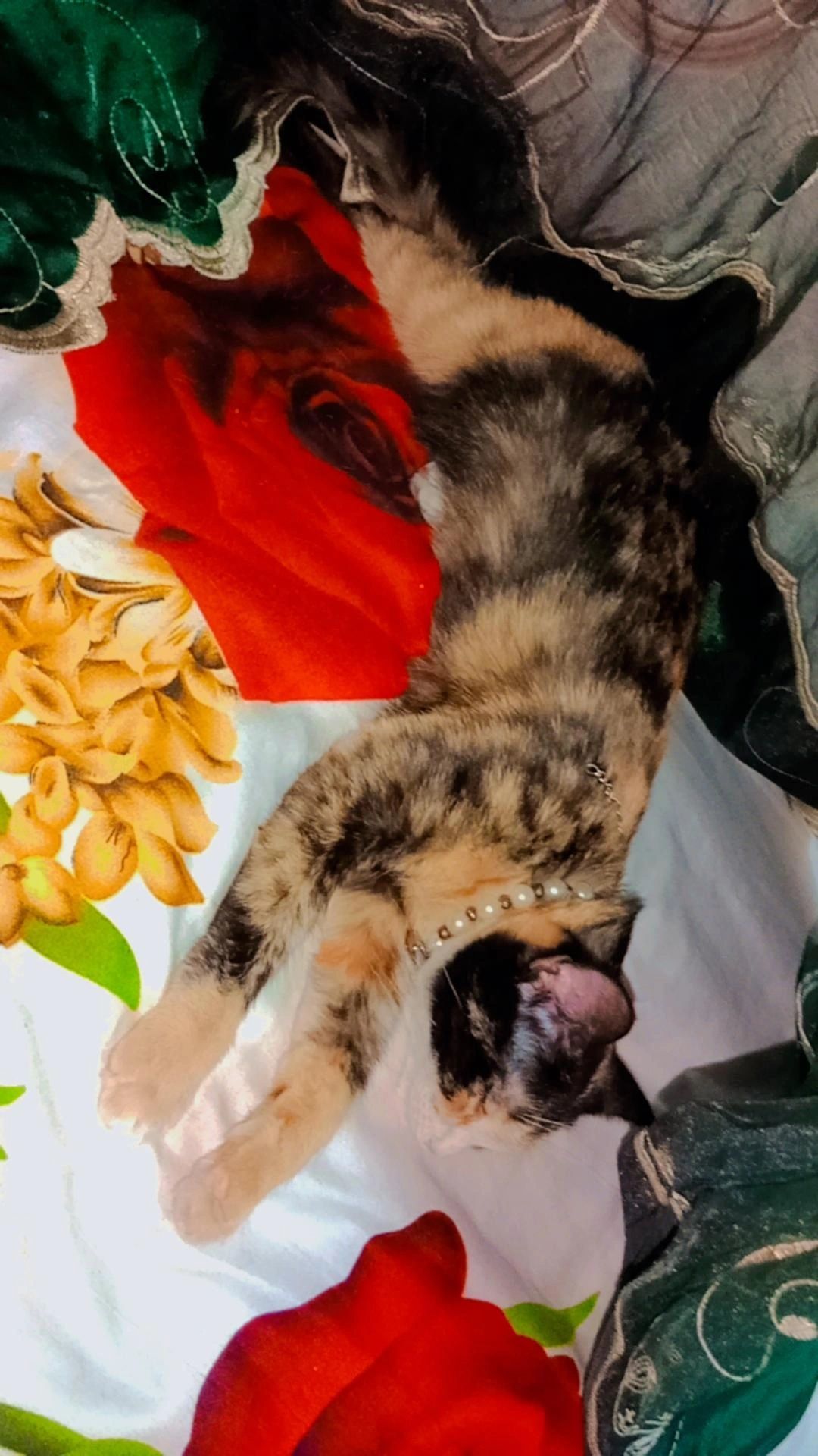 Шикарный красивый котенок