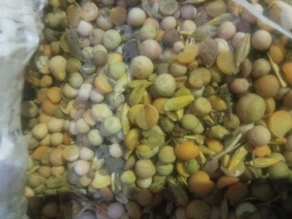 Продам корма , зерно, пшеницу, горох кормовой