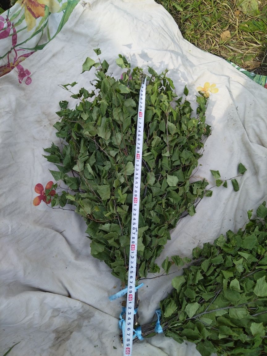 Продам банные берёзовые веники
