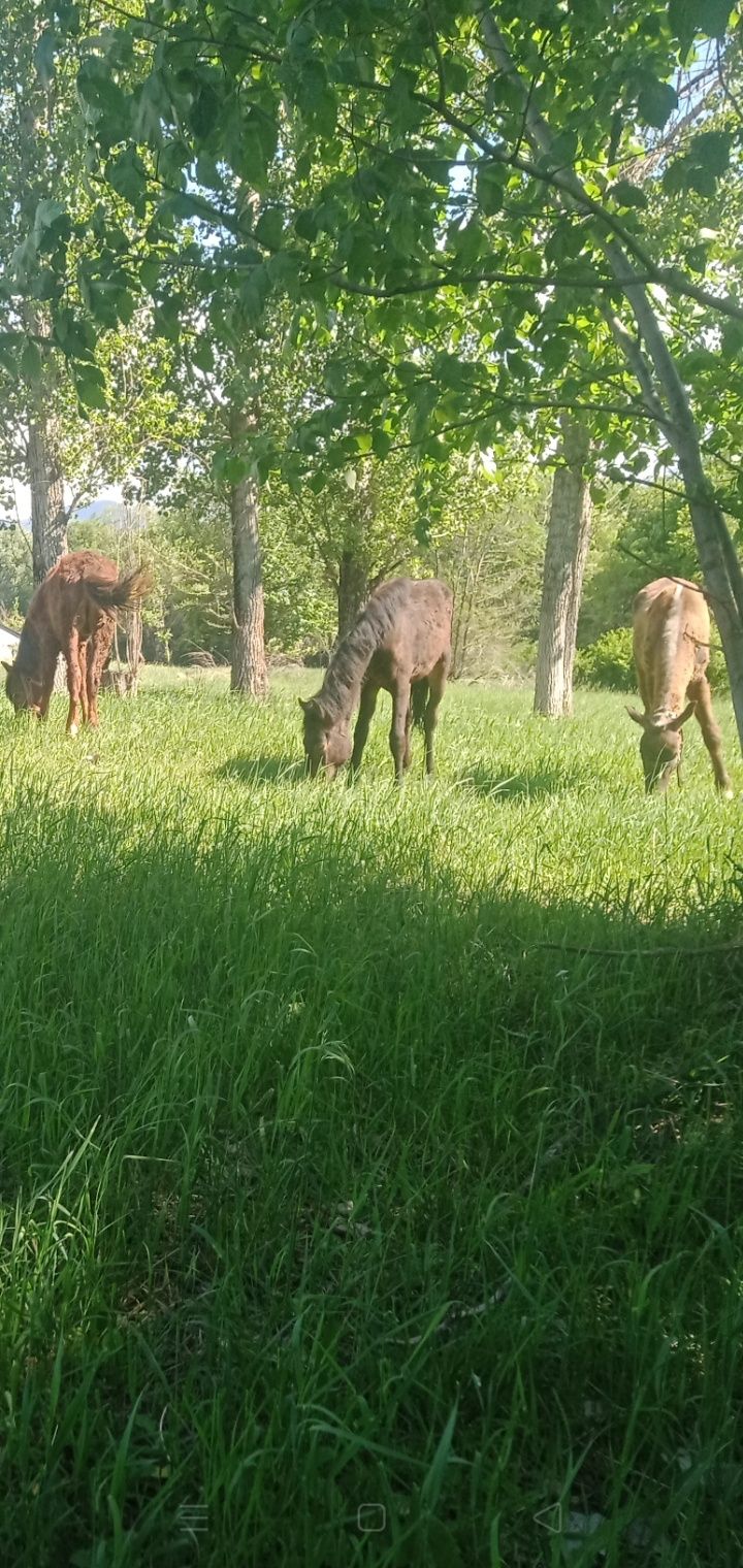 Пропали лошади Жылкы жогалды
