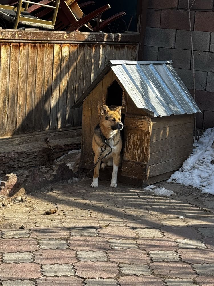Мой тигр ищет подругу