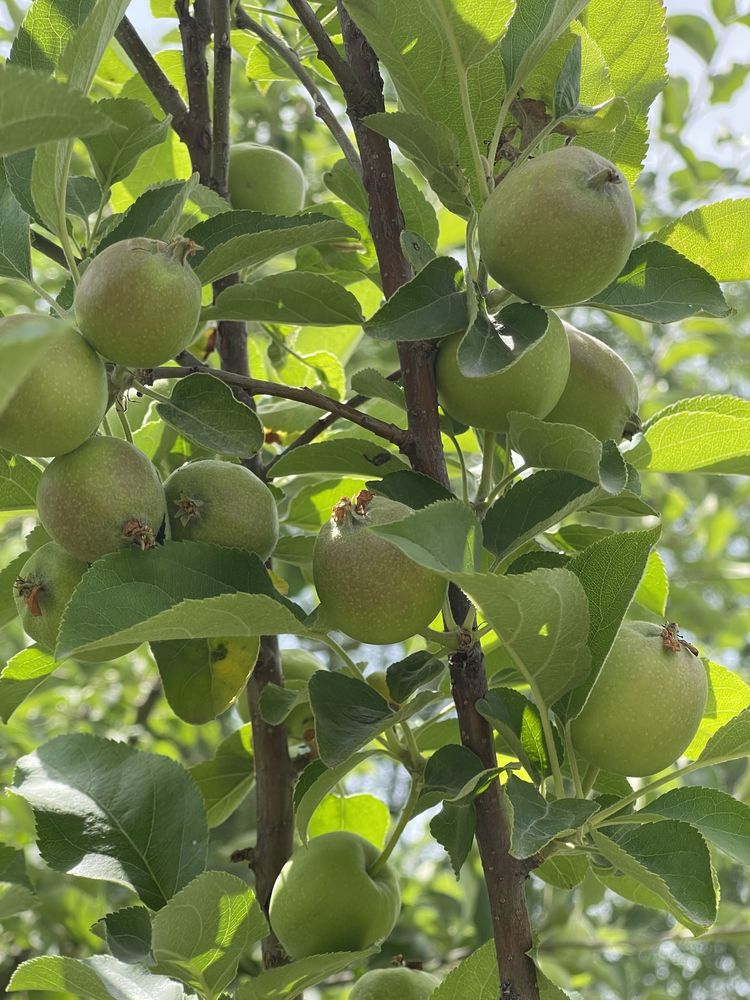 5 бөлмелі үй сатылады  Саурық батыр-Абай көшесі
