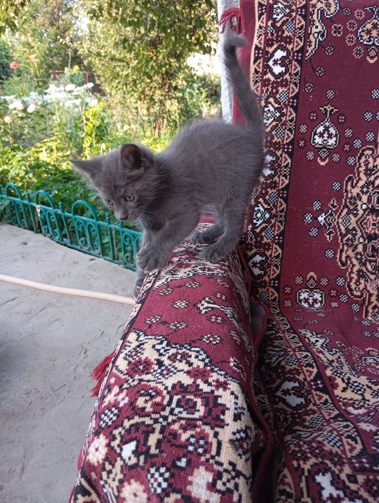 Котята ищут добрые руки