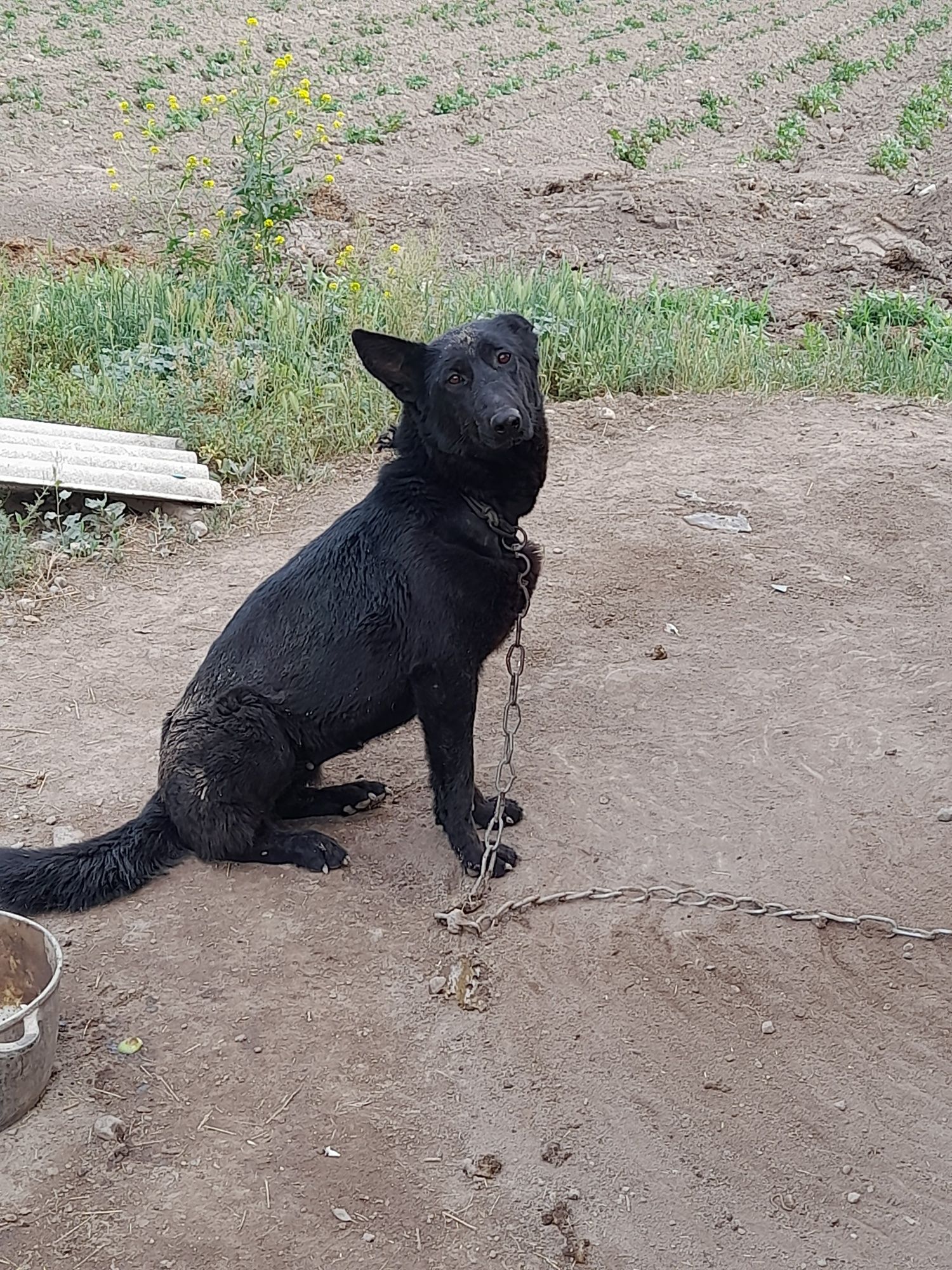 Немецкий овчарка