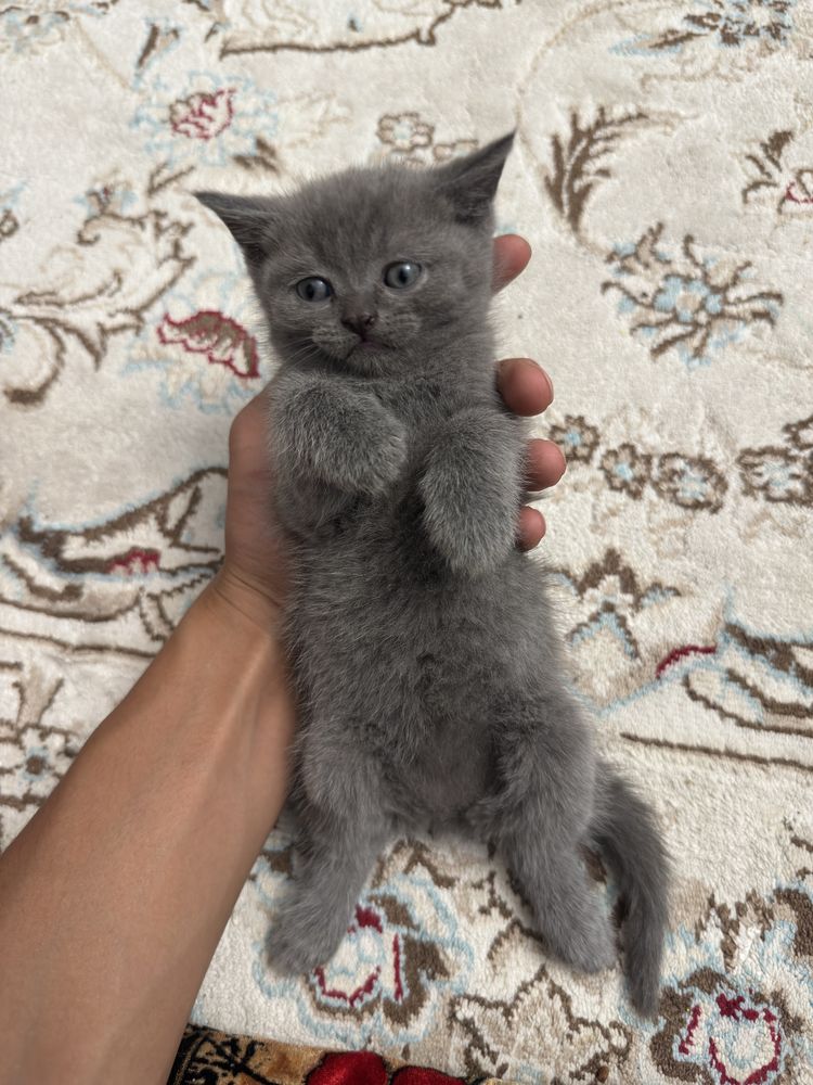 Продается котик шотладец