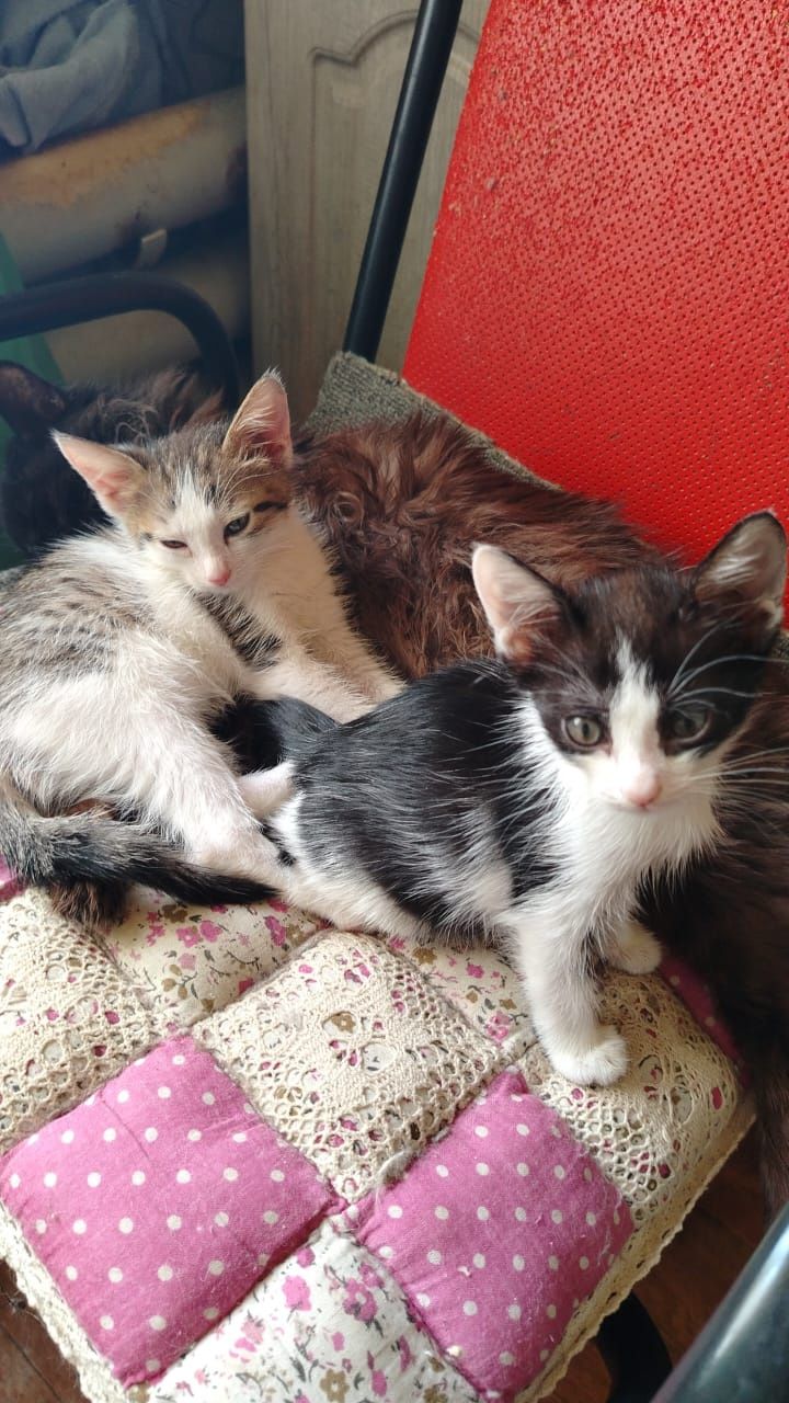 Отдам котят месячных