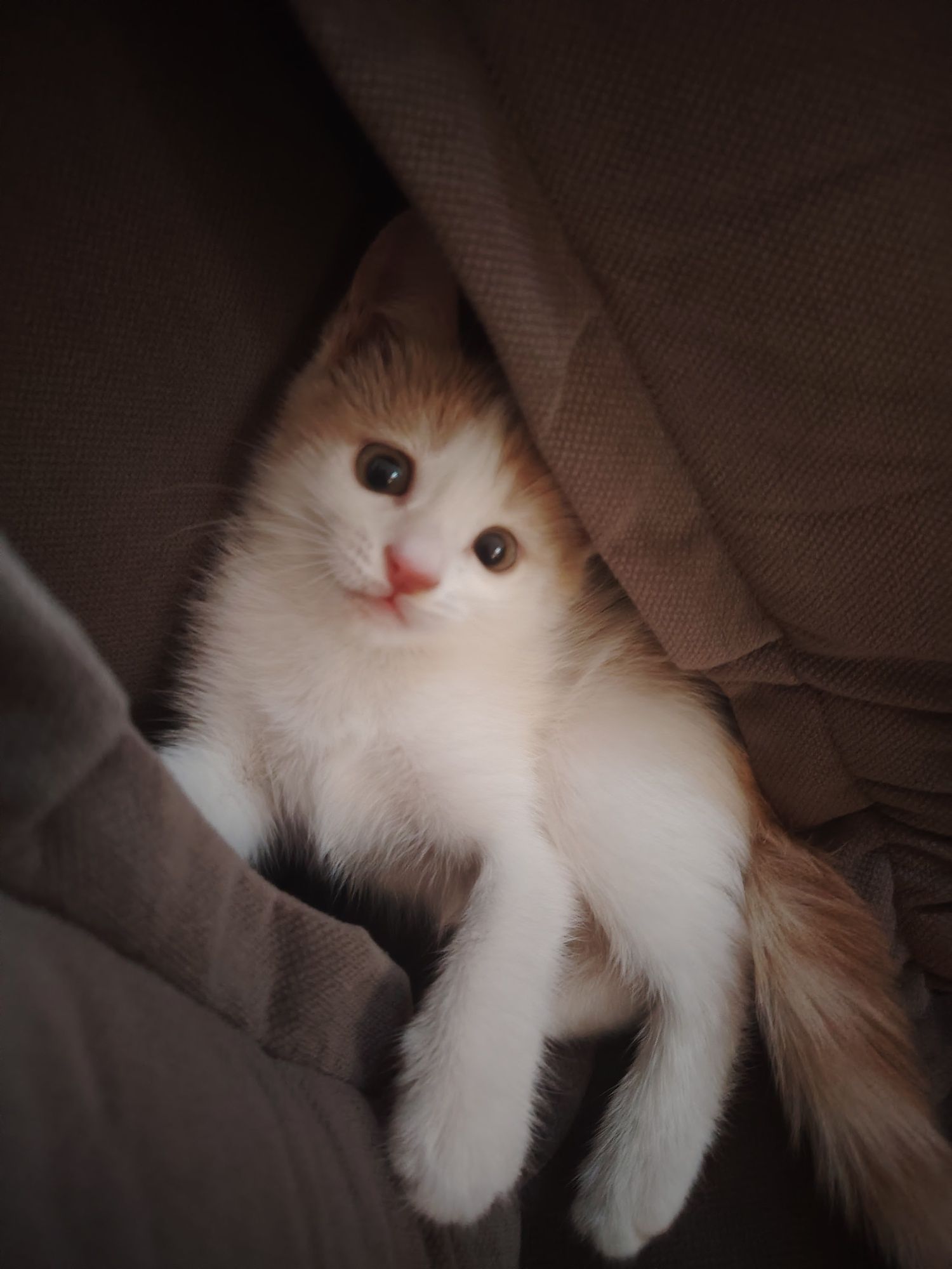 Отдам котенка в добрые руки!
