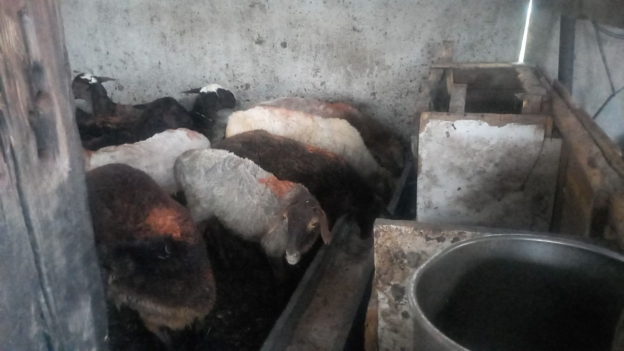 Продам токтылар в аксуда тур