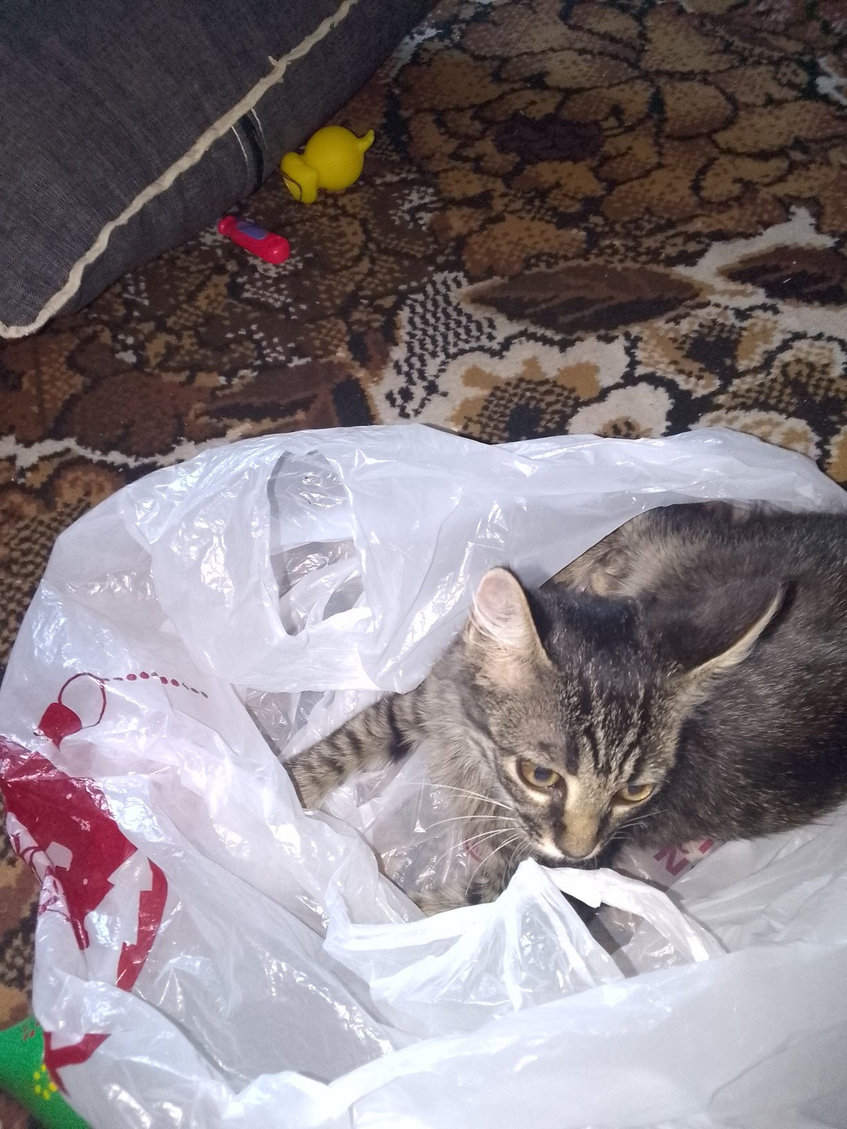 Котенок Маркиза)