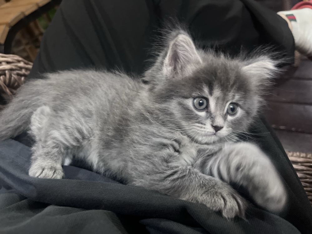 Котенок ,девчка 1,5месяца