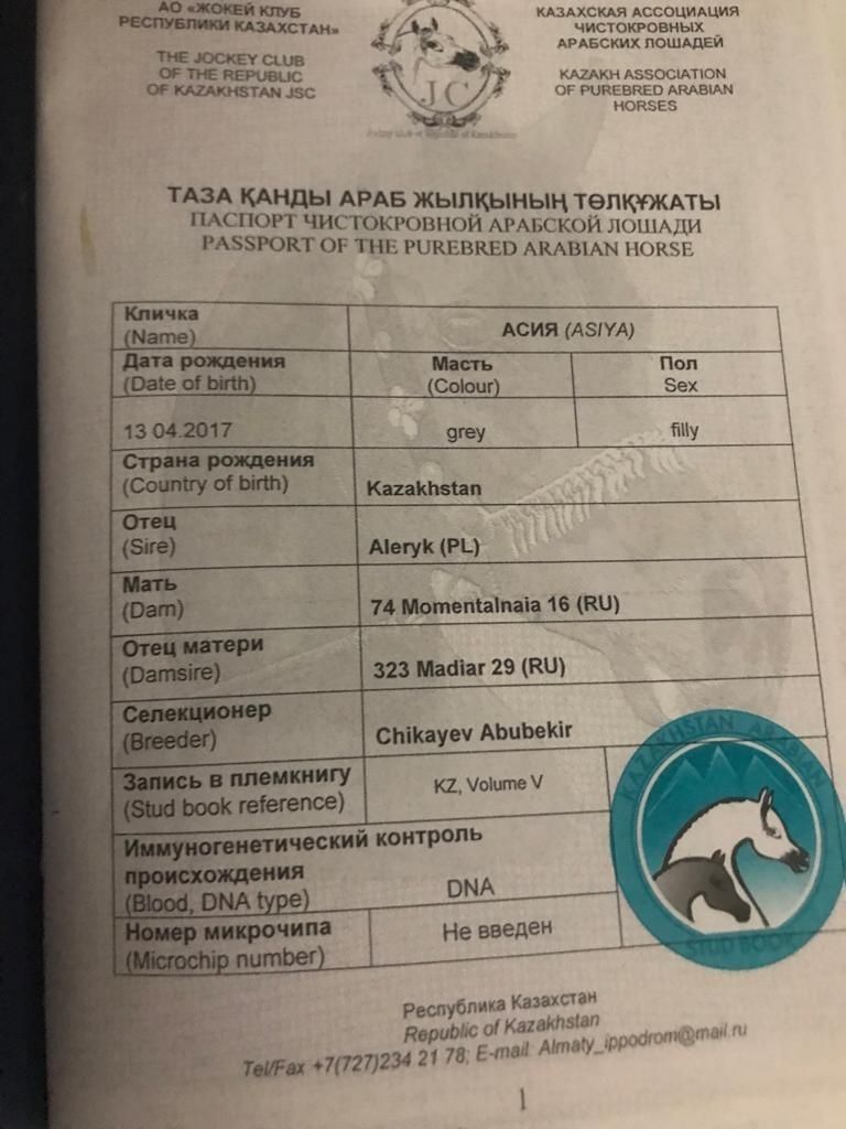 Продам арабскую лошадь с линии известного жеребца чемпиона Мира