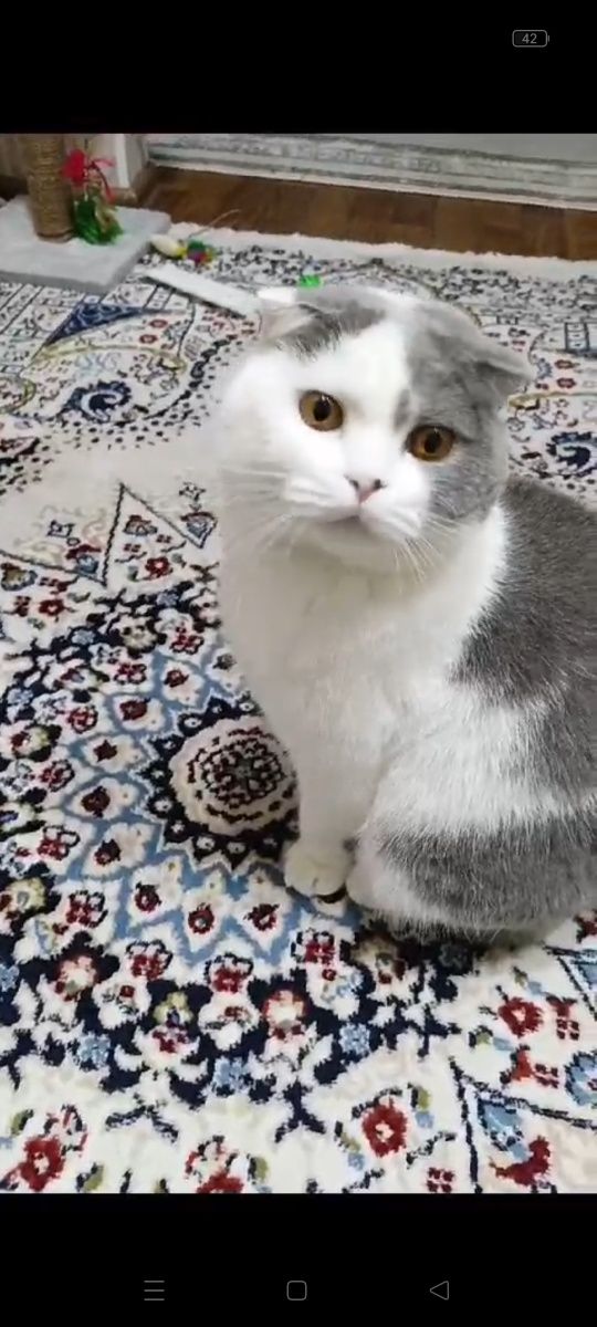 Срочно пропала кошка