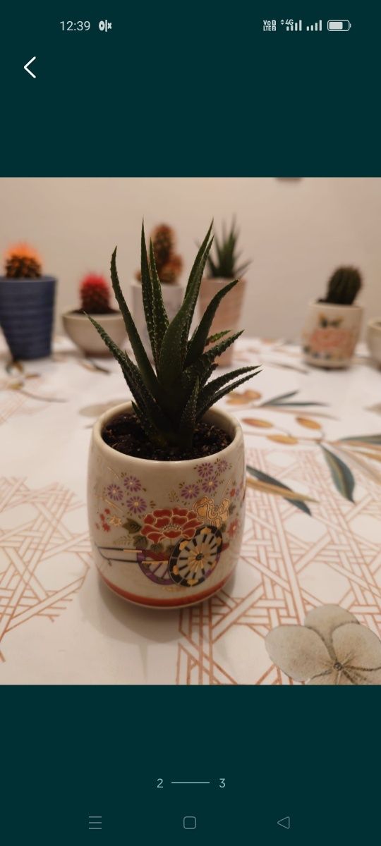 Кактусы, суккуленты