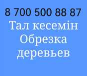 Спил деревьев.  Тал кесу