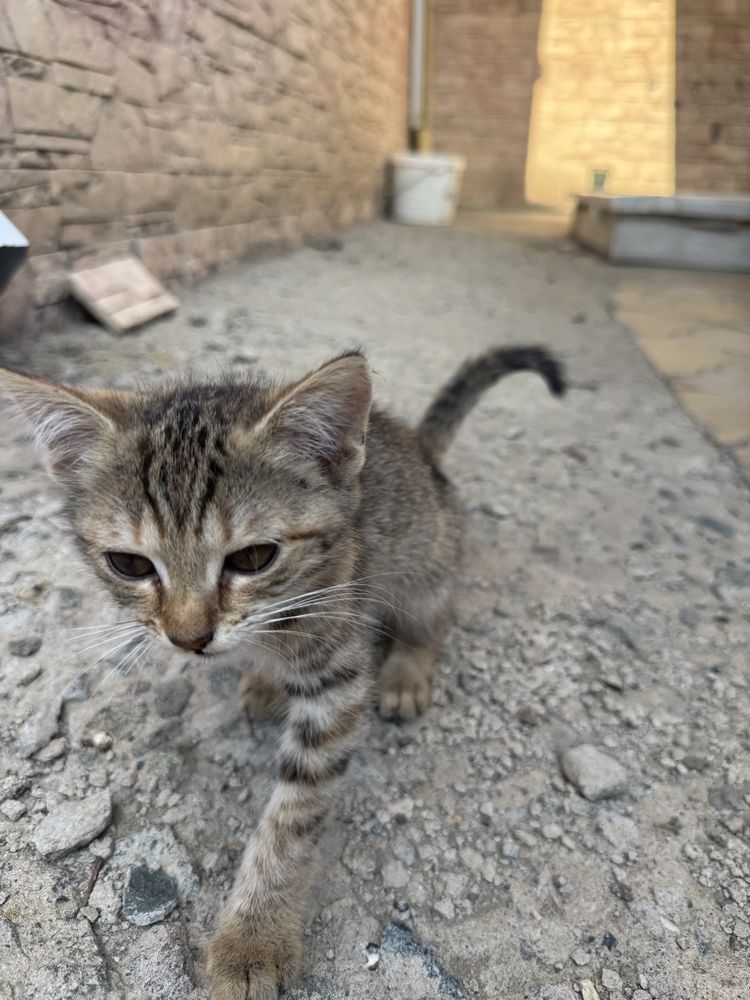 Отдам котенка в добрые руки