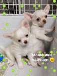 Чихуахуа щенки миники