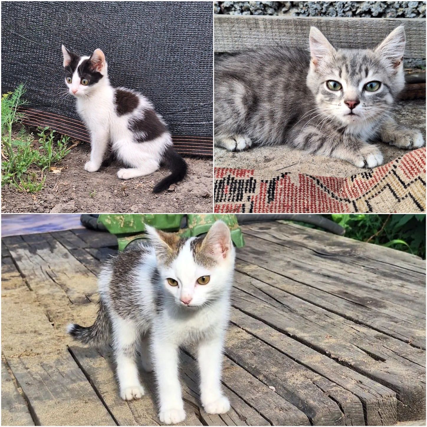 Отдам шикарных котиков