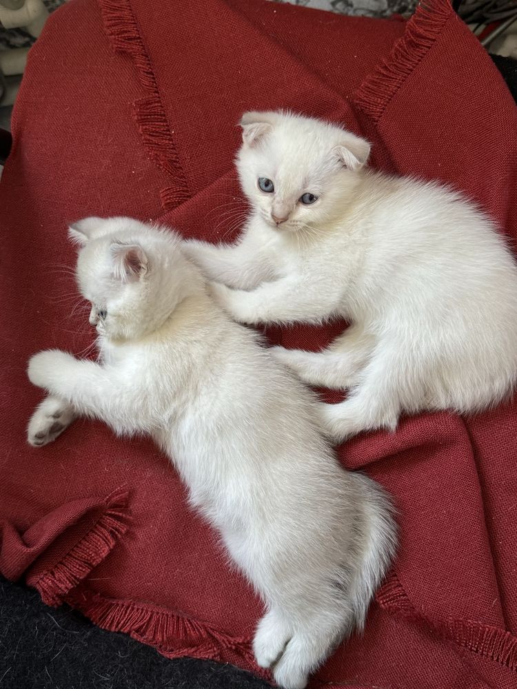 Шотладские вислоухие котята